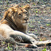 South Africa Kruger Park IGP8457