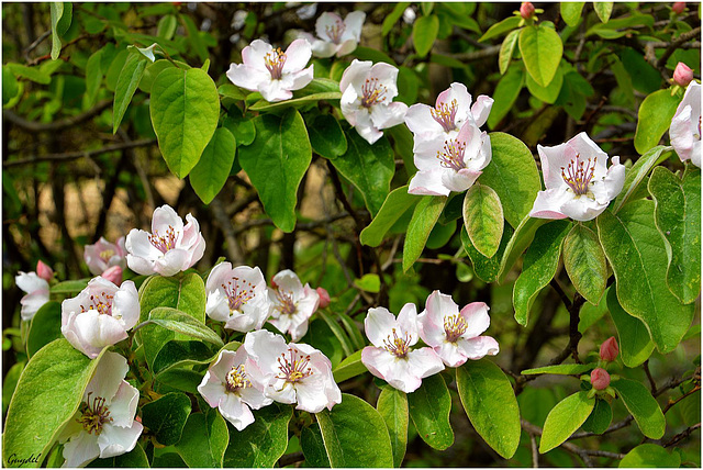 Le Cognassier est en fleurs !