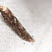 Moth IMG 4268