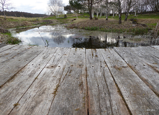 Jarrah wood dock by the pond - built 16 years ago.