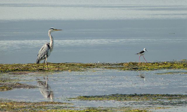 Grey Heron and Black-winged Stilt, Klein River lagoon