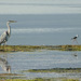 Grey Heron and Black-winged Stilt, Klein River lagoon