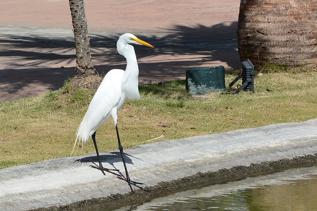 Dominican Republic,  The Proud Bird of Great Egret