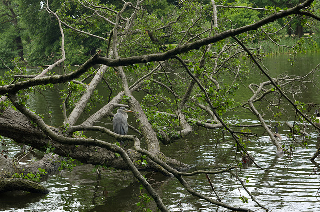 Heron with lakeside tree