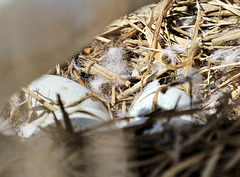 Jetzt vier Schwaneneier im Nest