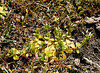 20200408 7090CPw [D~MI] Knäuel-Hornkraut (Cerastium glomeratum), Großes Torfmoor, Hille