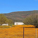 Namaqualand spring flowers in the Biedouw valley