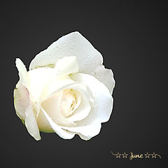 The White Rose...