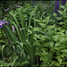 Iris x robusta