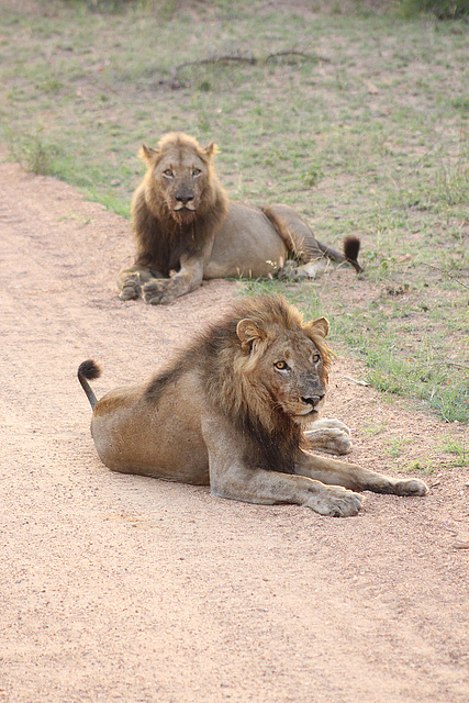 Early Morning Lions