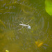 Спаривание Водомерок / Mating Pair of Pond Skaters / Gerridae