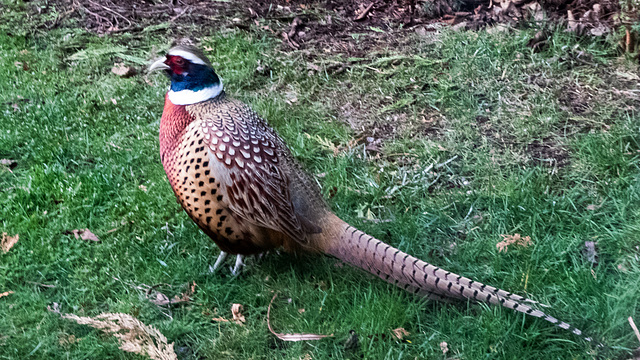 Rare-ish variant ring cock pheasant with white eyebrow markings