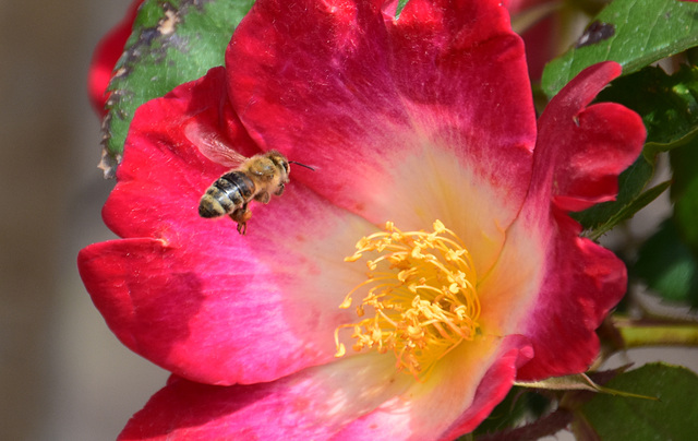 Rosenblüte und Biene im Anflug