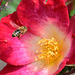 Rosenblüte und Biene im Anflug