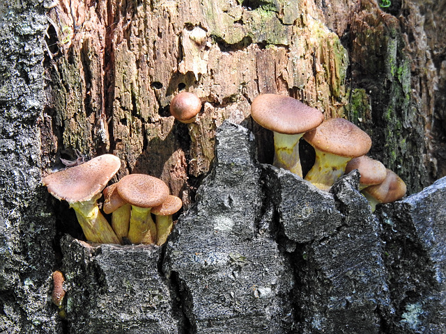 Fungi on a tree stump