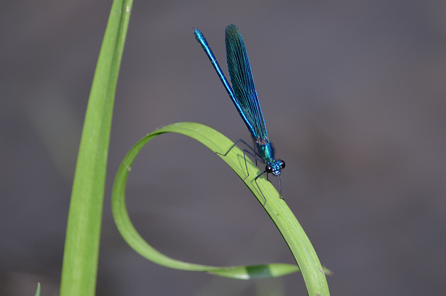 Синяя стрекоза / Blue Dragonfly