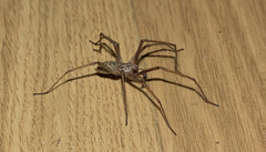 SpiderIMG 6588