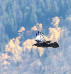 Crow in flight2