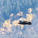 Crow in flight2