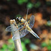 Four-spotted Chaser m (Libellula quadrimaculata) 3