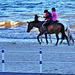 Wild beach horses