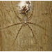 Spider IMG_2499