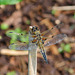 Four-spotted Chaser m (Libellula quadrimaculata)