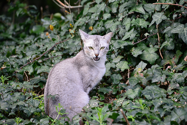 England 2016 – Cat at Hornsey Churchyard