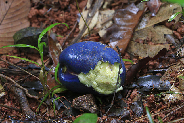 Cassowary Plum Cassowary Plum