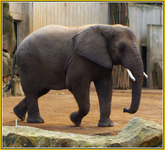 Afrikanischer Elefantenjunge