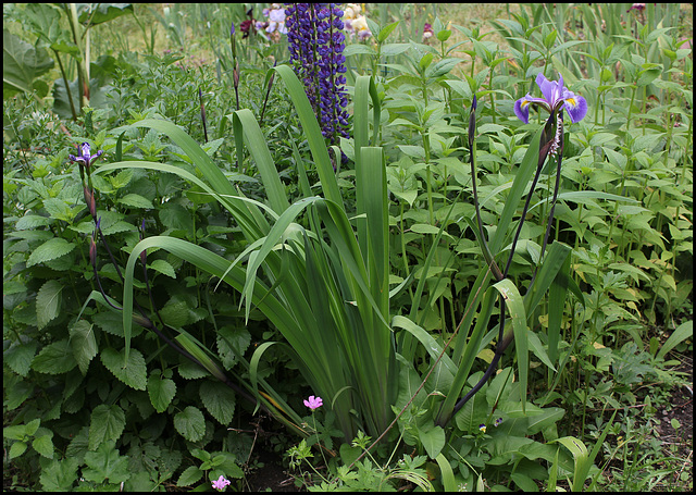 Iris x robusta
