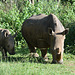 Uganda, Ziwa Rhino Sanctuary, White Rhino Female and Her Cub