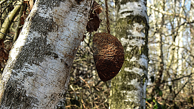 20200408 7094CPw [D~MI] Birke (Betula pendula), Kokosnuss-Vogelfutter, Großes Torfmoor, Hille