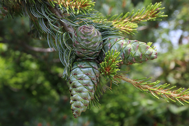 Pine cones in the making