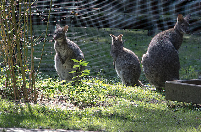 20150911 8820VRAw [D~HF] Bennett-Känguru (Macropus rufogriseus), Tierpark, Herford