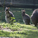 20150911 8820VRAw [D~HF] Bennett-Känguru (Macropus rufogriseus), Tierpark, Herford