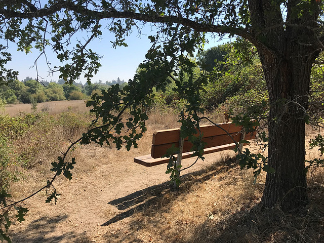 Under an Oak Tree