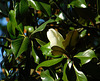 Magnolia-parasol****************