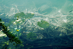 Alatsee unter Wasser 1. ©UdoSm