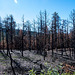 Fire damaged trees