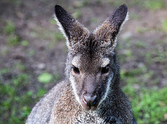 20150911 8823VRAw [D~HF] Bennett-Känguru (Macropus rufogriseus), Tierpark, Herford