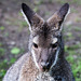 20150911 8823VRAw [D~HF] Bennett-Känguru (Macropus rufogriseus), Tierpark, Herford