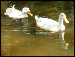 ducks in spring