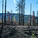 Fire damaged trees2jpg
