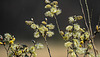 20200408 7096CPw [D~MI] Sal-Weide (Salix caprea), Großes Torfmoor, Hille