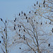 Double-crested Cormorant Flock