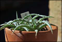 Hechtia argentea (1)