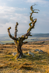 Dartmoor -  20160322