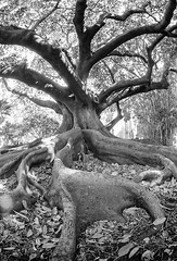 Sydney tree roots