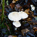 Kleiner weißer Pilz im Laub